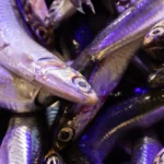 Dlaczego konserwy rybne z anchois są tak często wykorzystywane w kuchni śródziemnomorskiej?